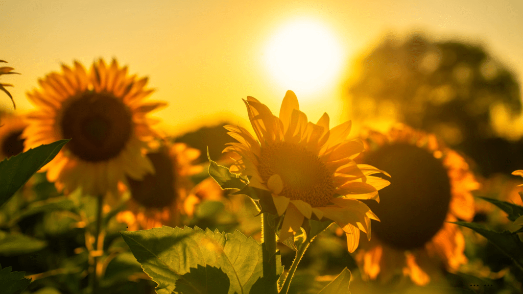 The Word Of The Year That I Never Went Looking&nbsp;For